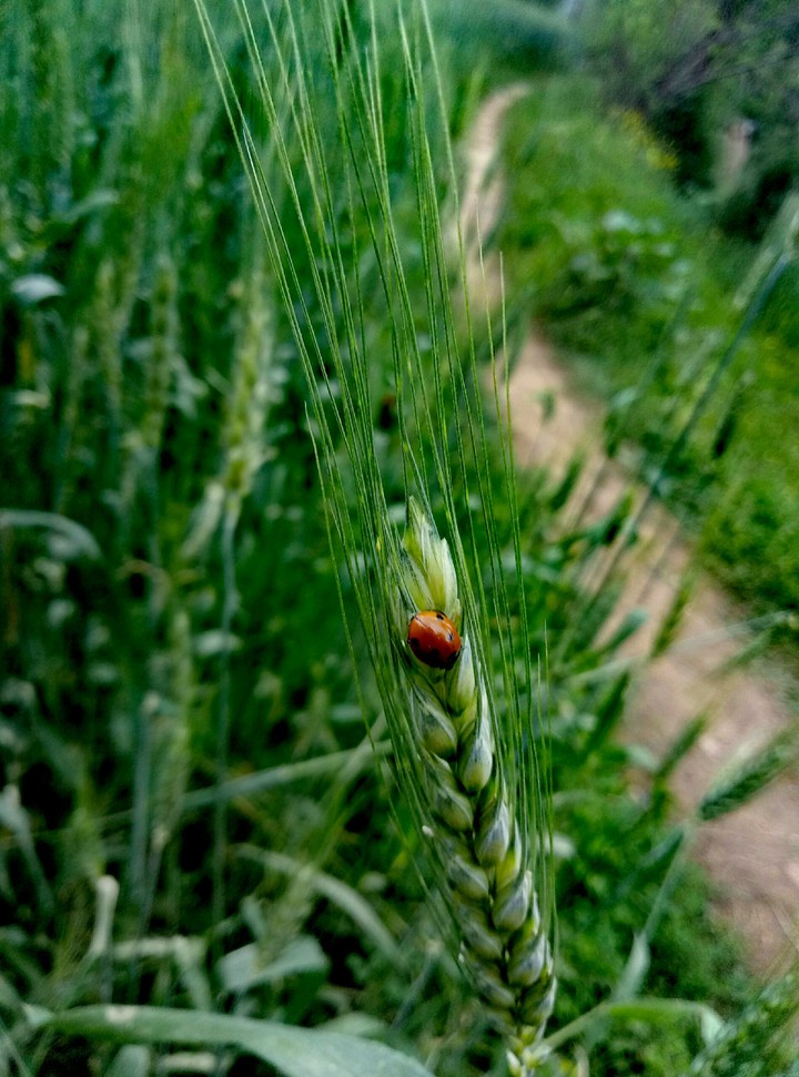 green life