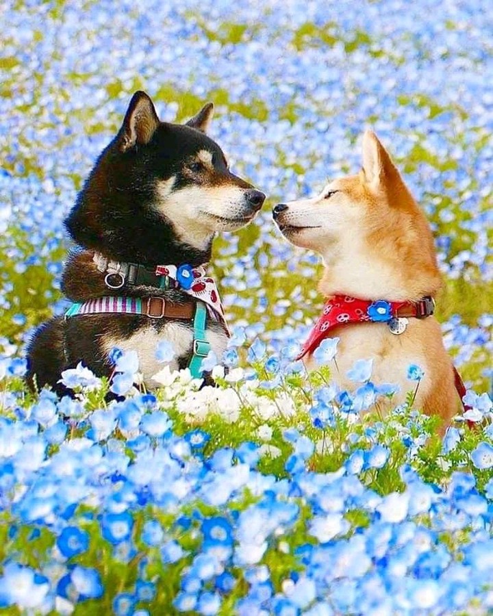 love dogs
