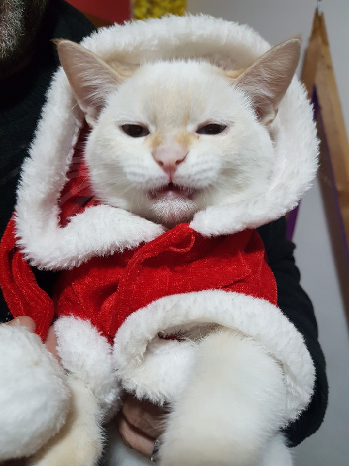 Nöel