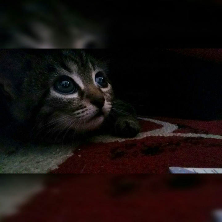my cat mimì 2