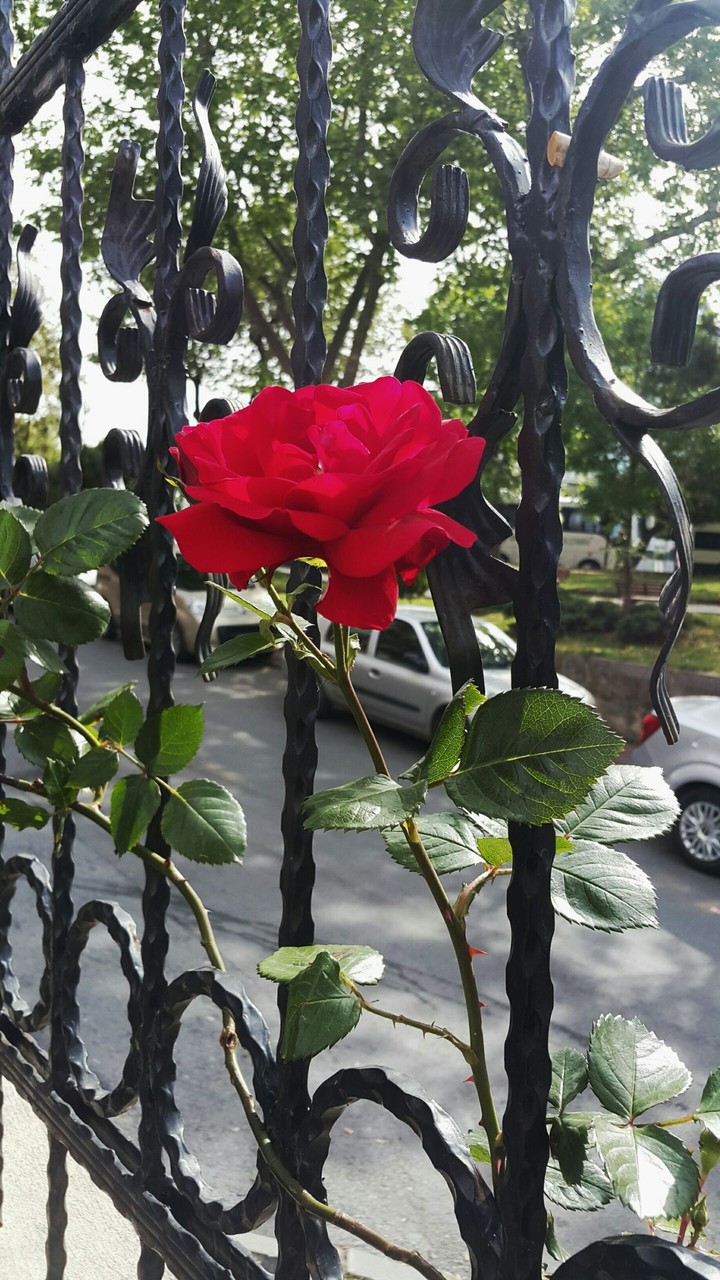 Red Rose