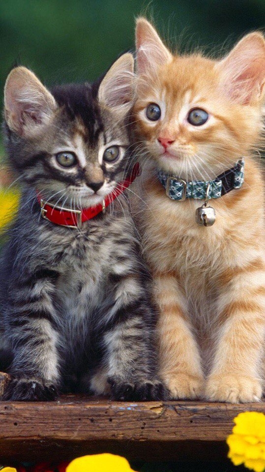 CAT♡♡
