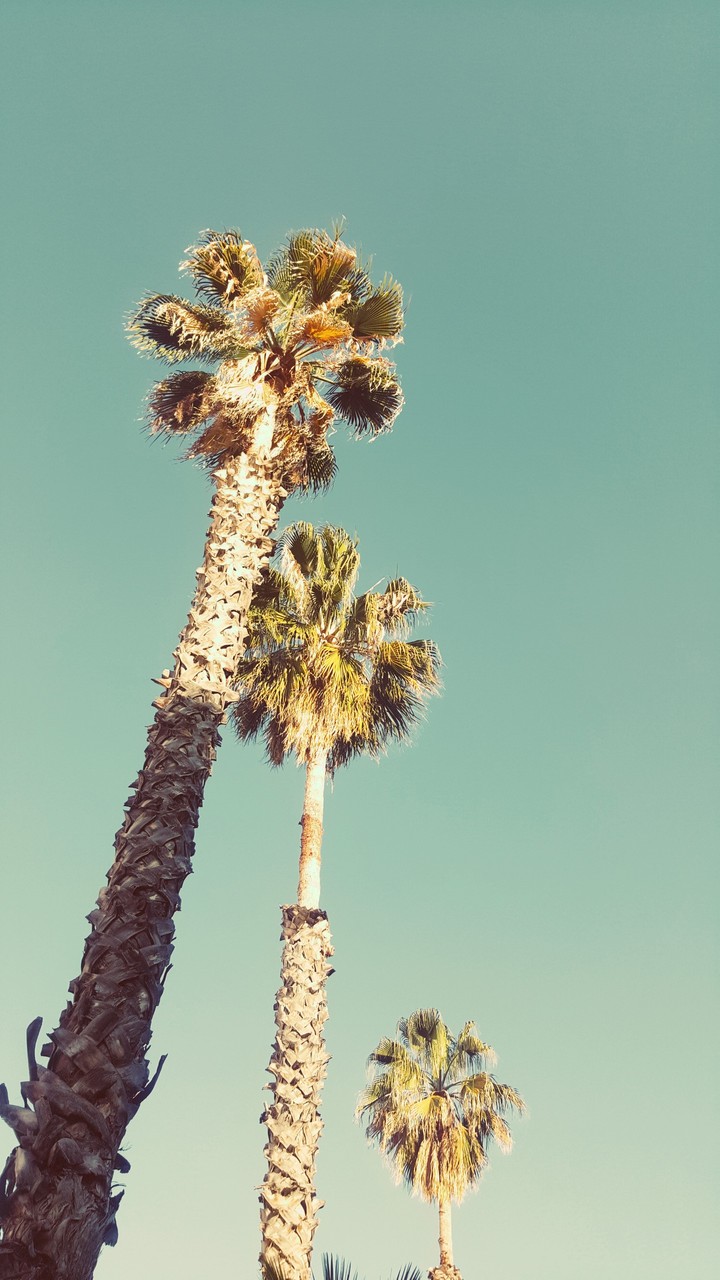Palms