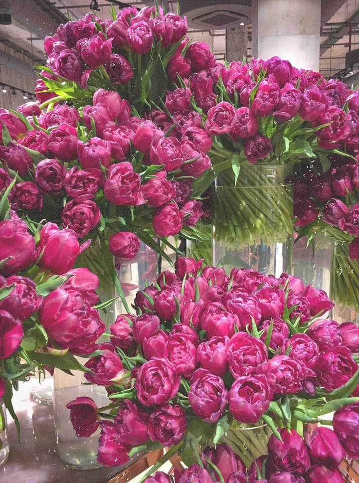 tulips