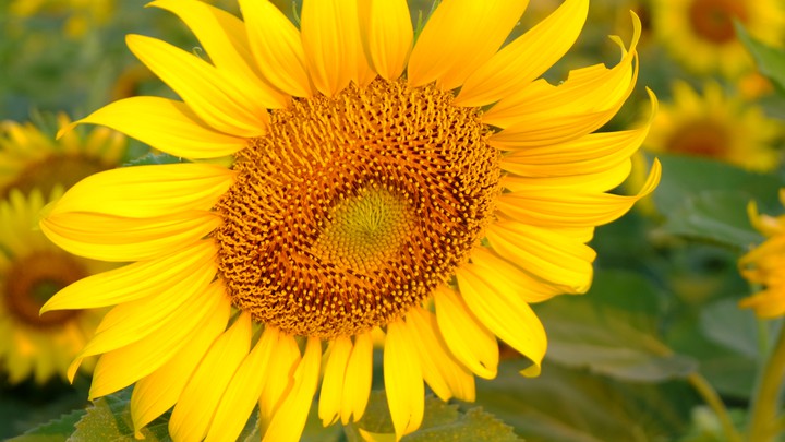 sunflowers