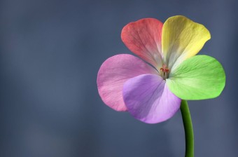 ♥