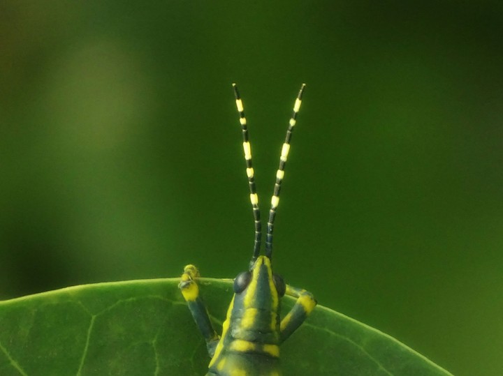 greeny life
