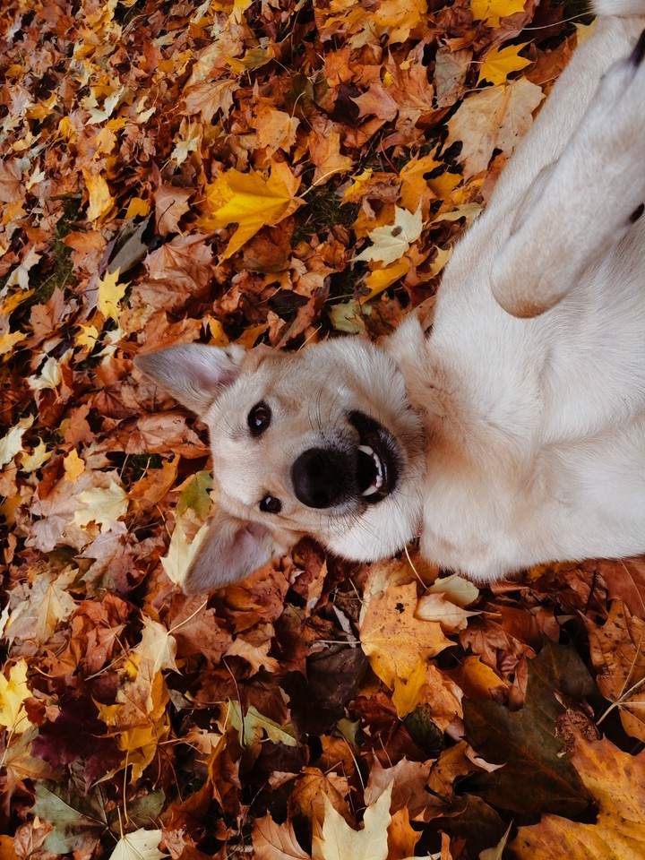 autumn ??
