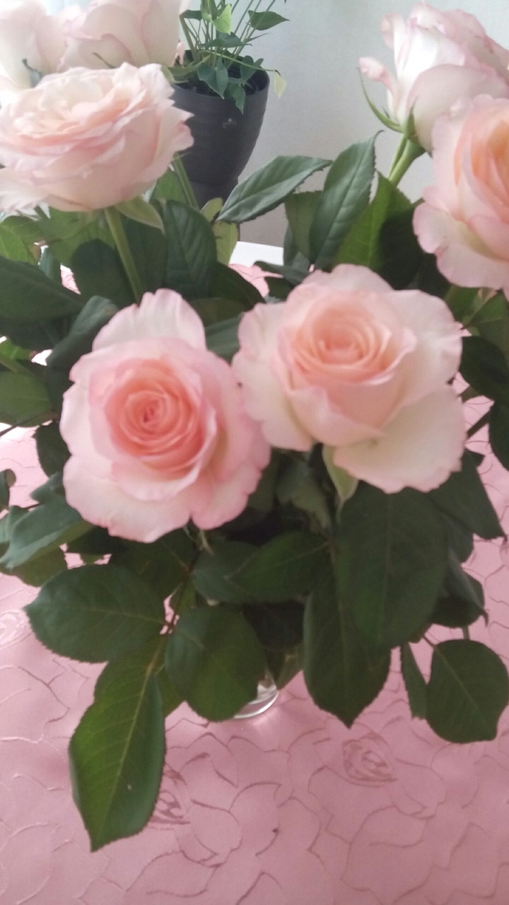 Rosen der Liebe!