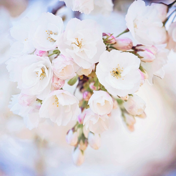 blossom