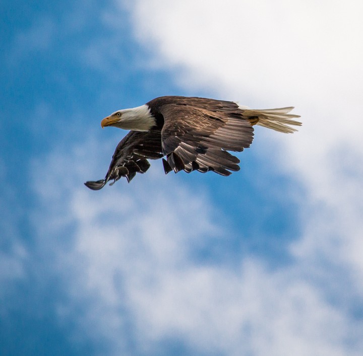 The king of the air