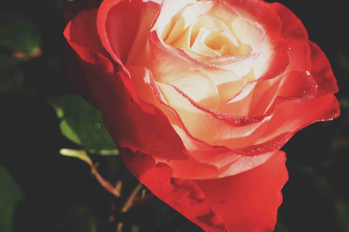 rose in the sun