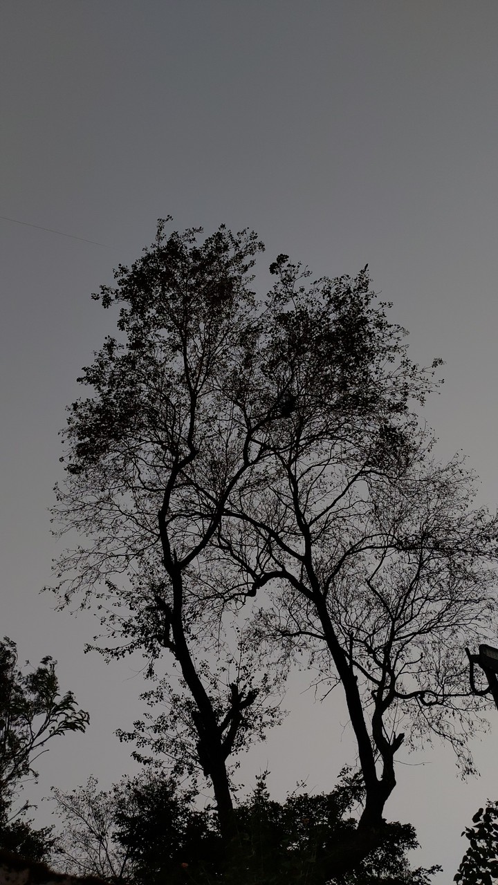 #Tree...