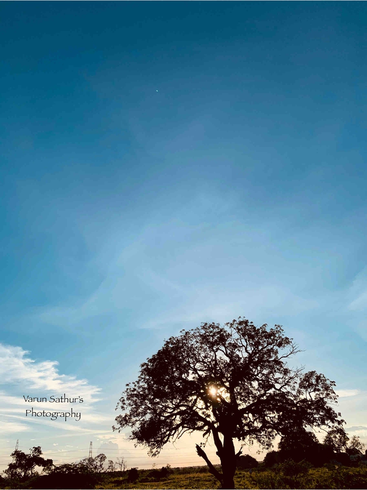 The Tree & The Sunset