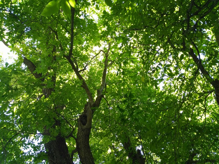 tree