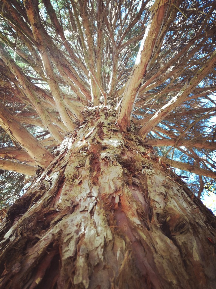 wood