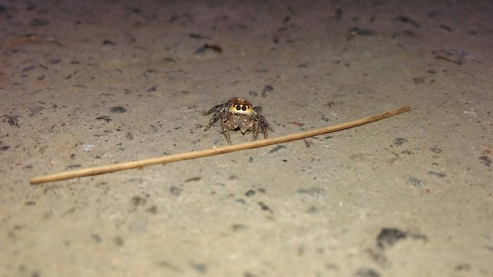 the Spidey on hunt....