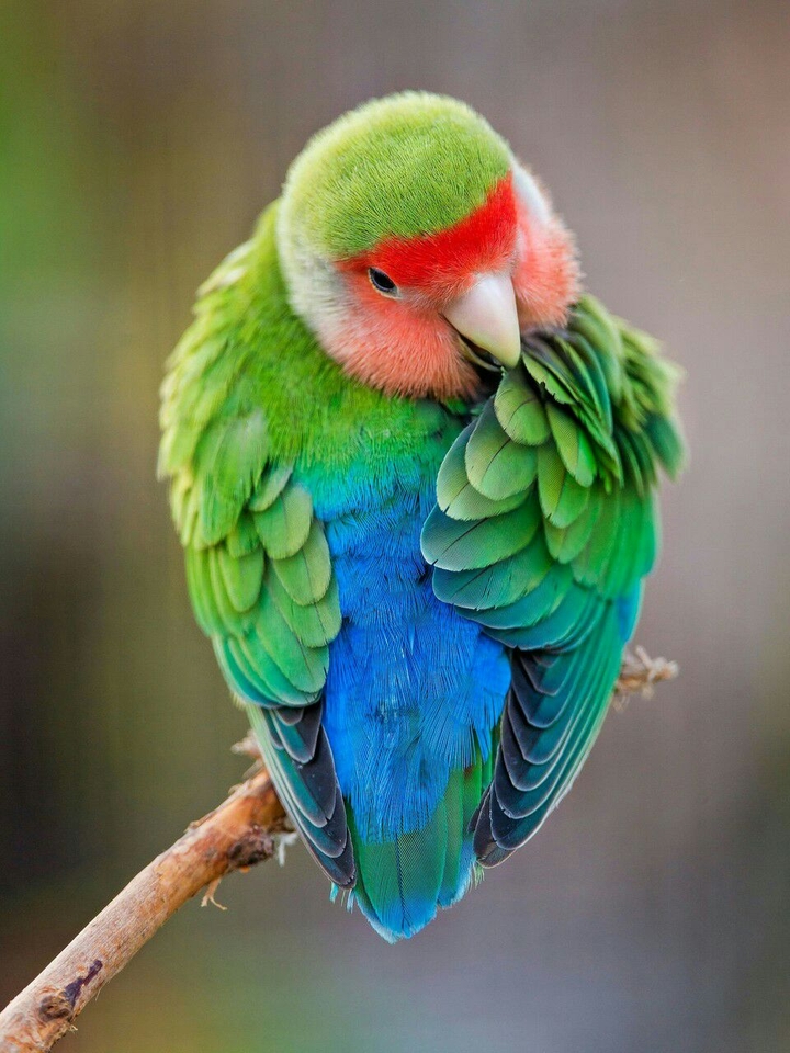 The beautiful Fisher bird 
