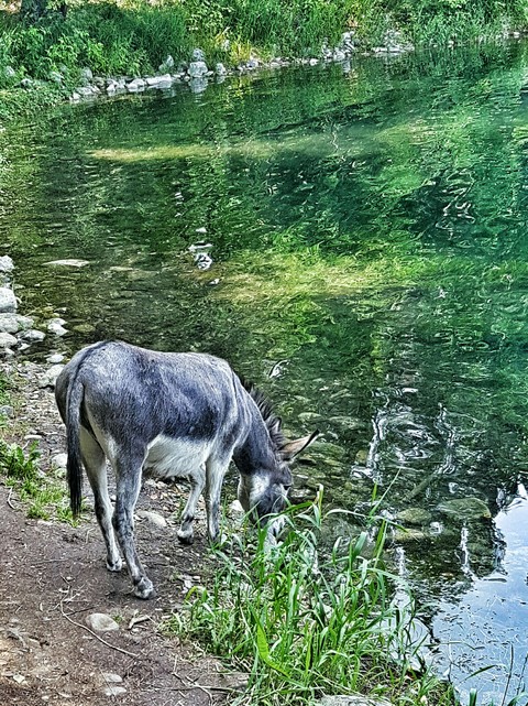 Donkey