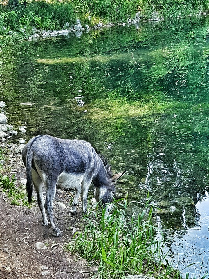 Donkey