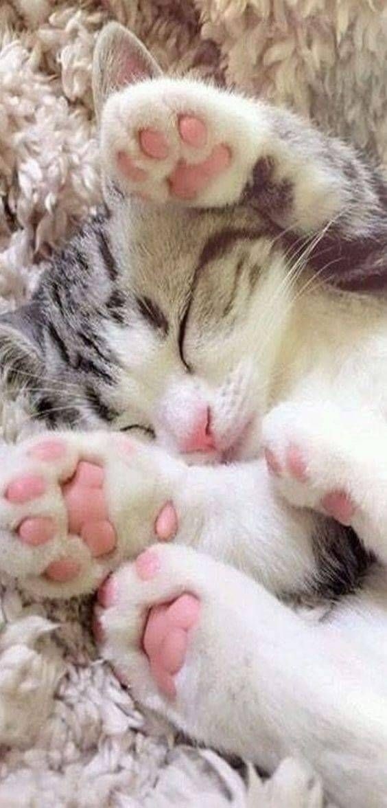 I love my cat