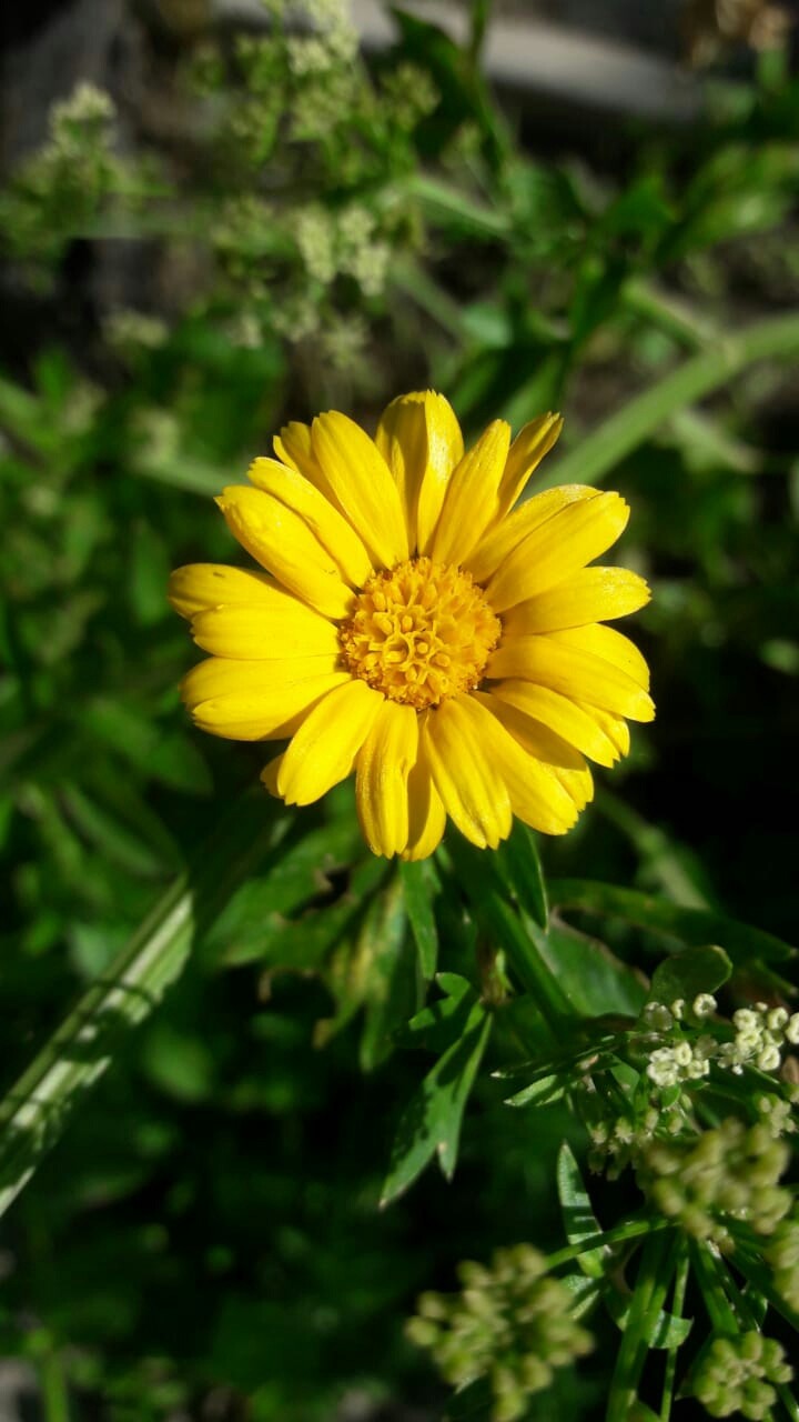 природа