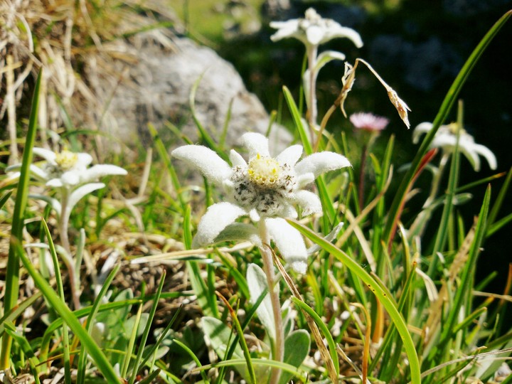 Mountain Star