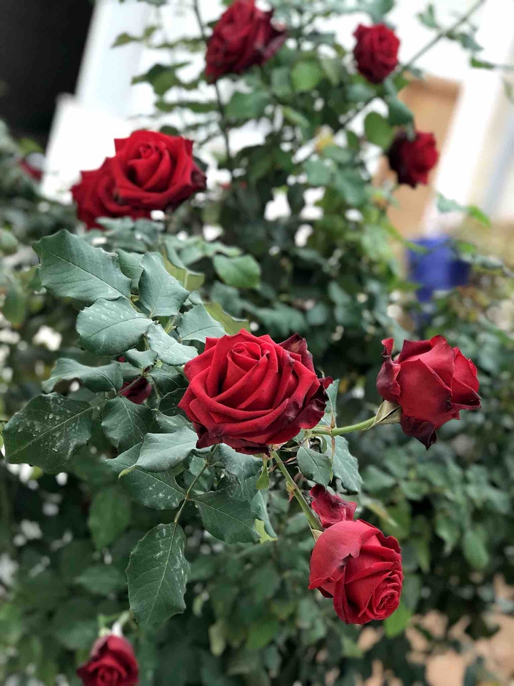 red rose ??