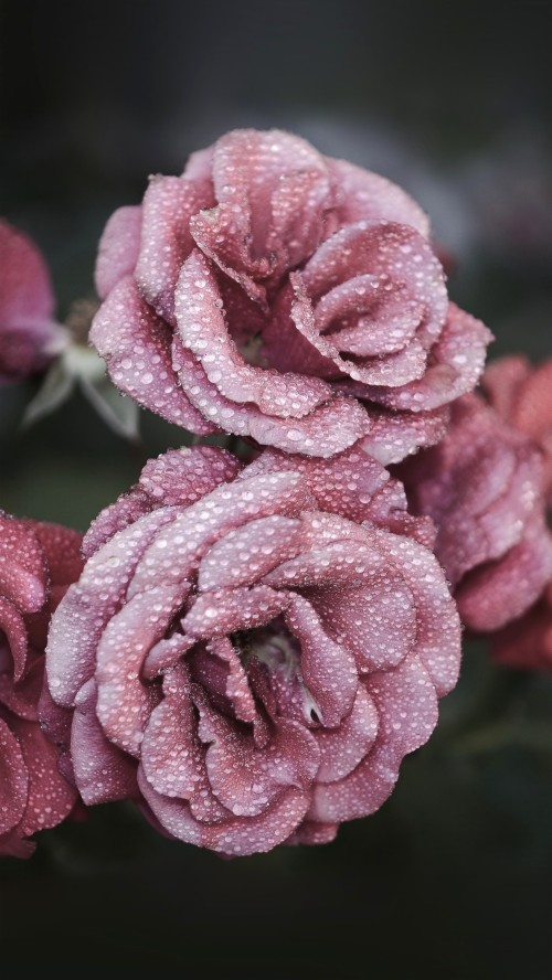 rose