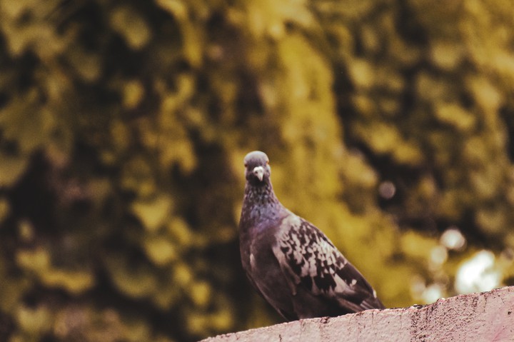 #pigeon