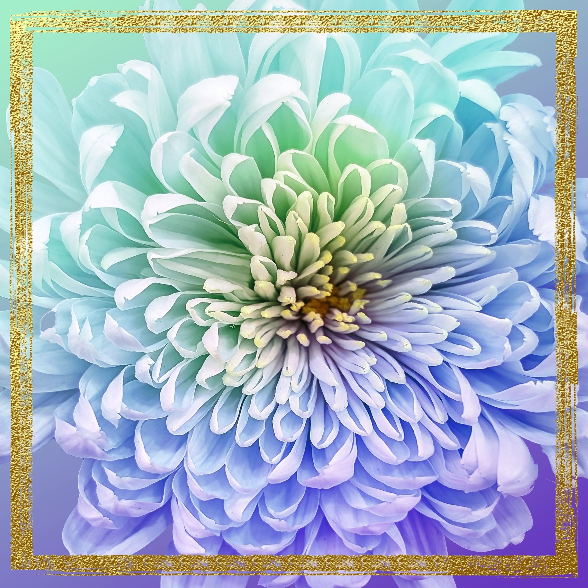 sfondi petal, Decoration