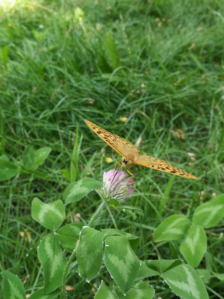 butterfly