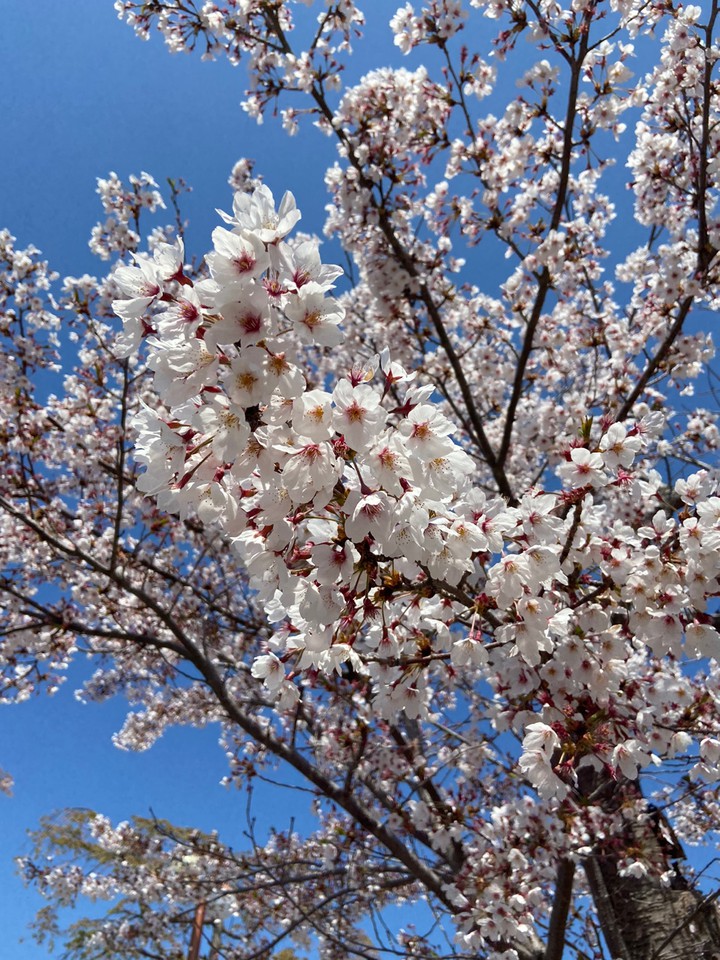 cherry blossoms