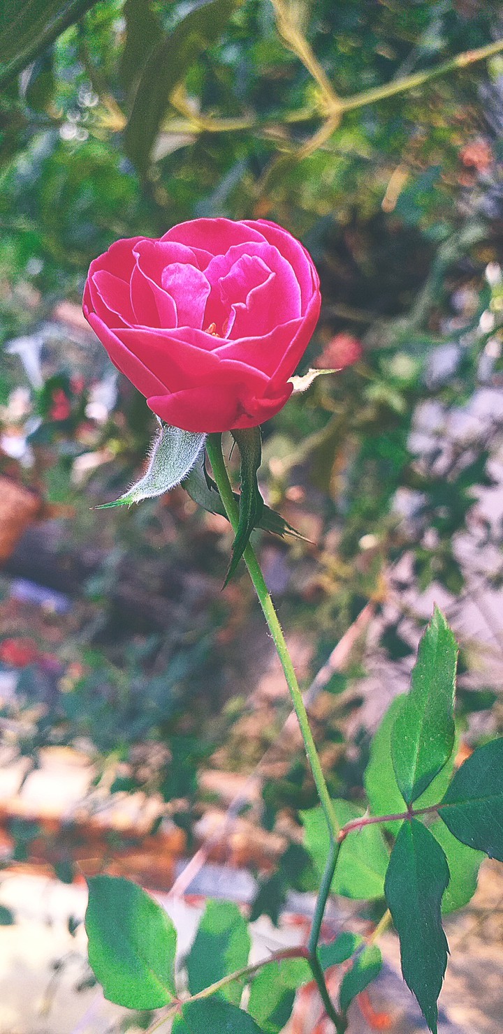 Flower in my garden