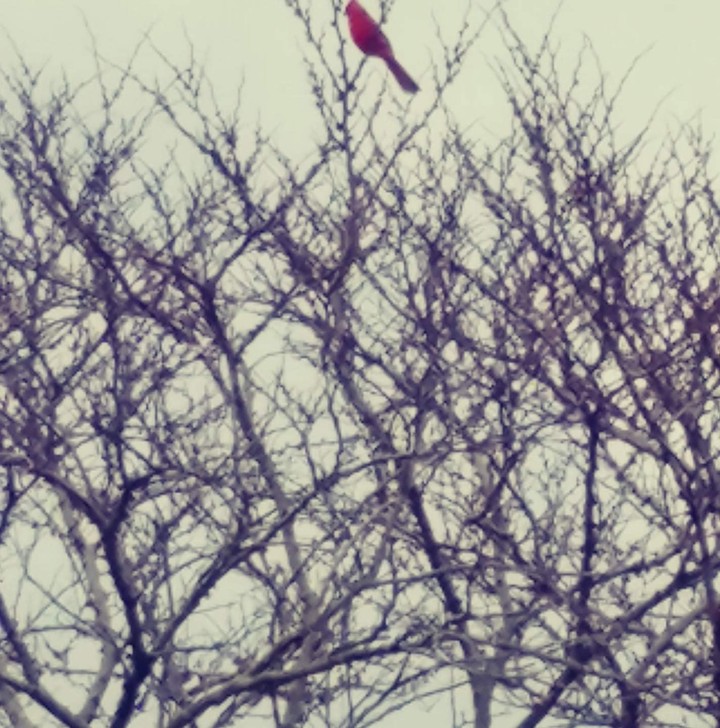 Spring is Coming
