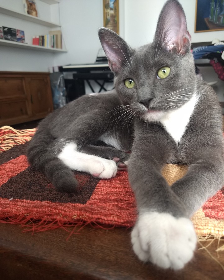 Grey Cat