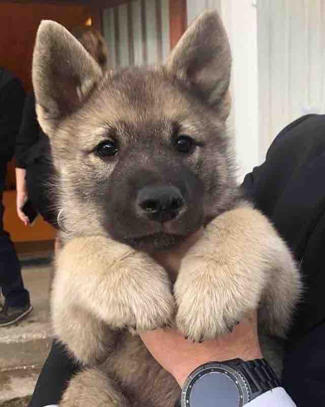 paws