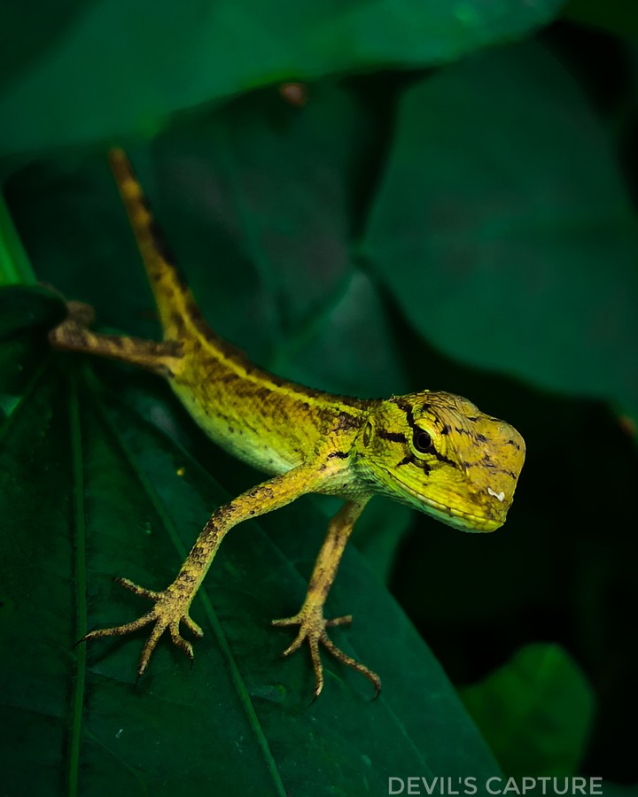 Reptiles