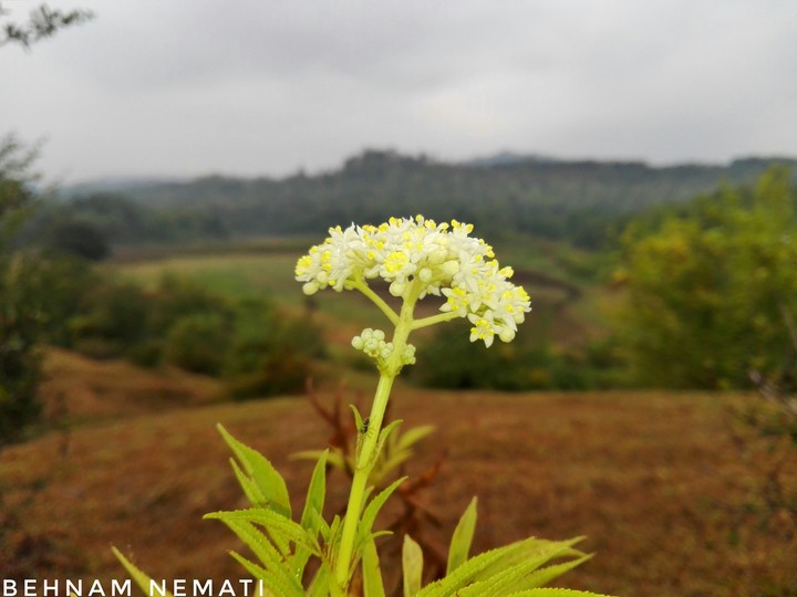 Flower