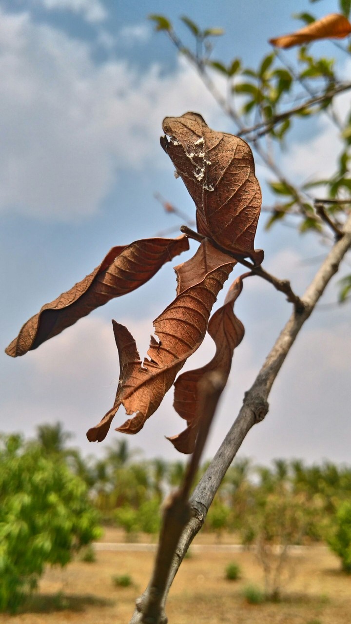 Autumn