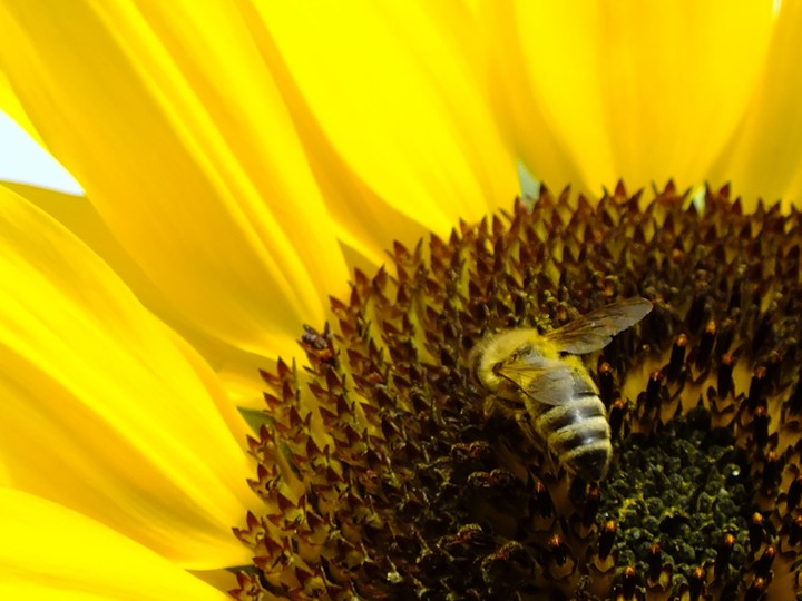 Sonnenblume mit Biene