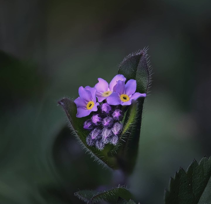 ♡ Forgetmenots ♡
