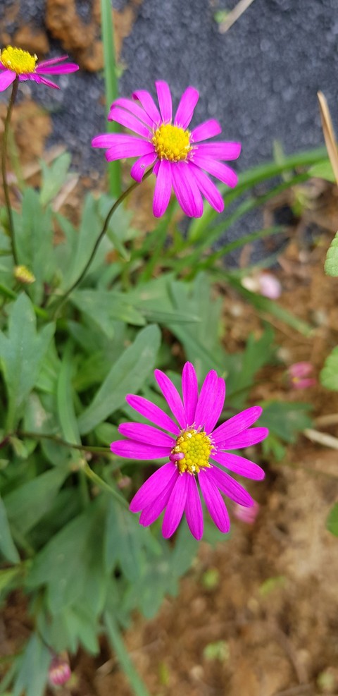 plant, flora壁紙