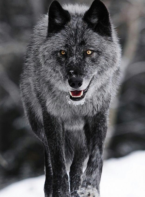 Snow Wolf