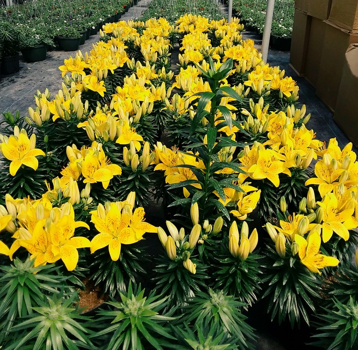 Lillies be bloom'n