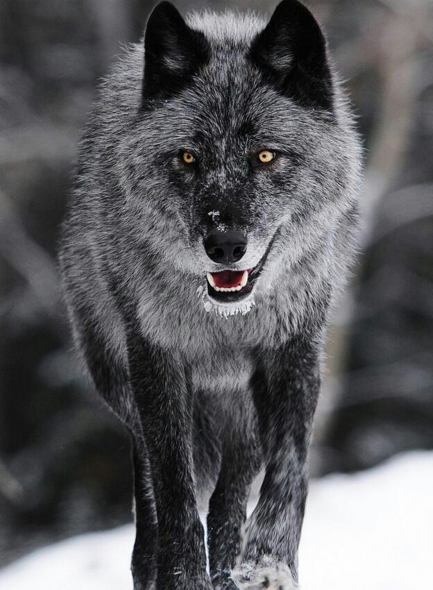 Snow Wolf