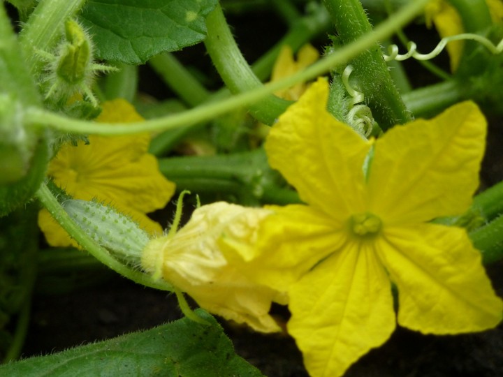 Cucumbers