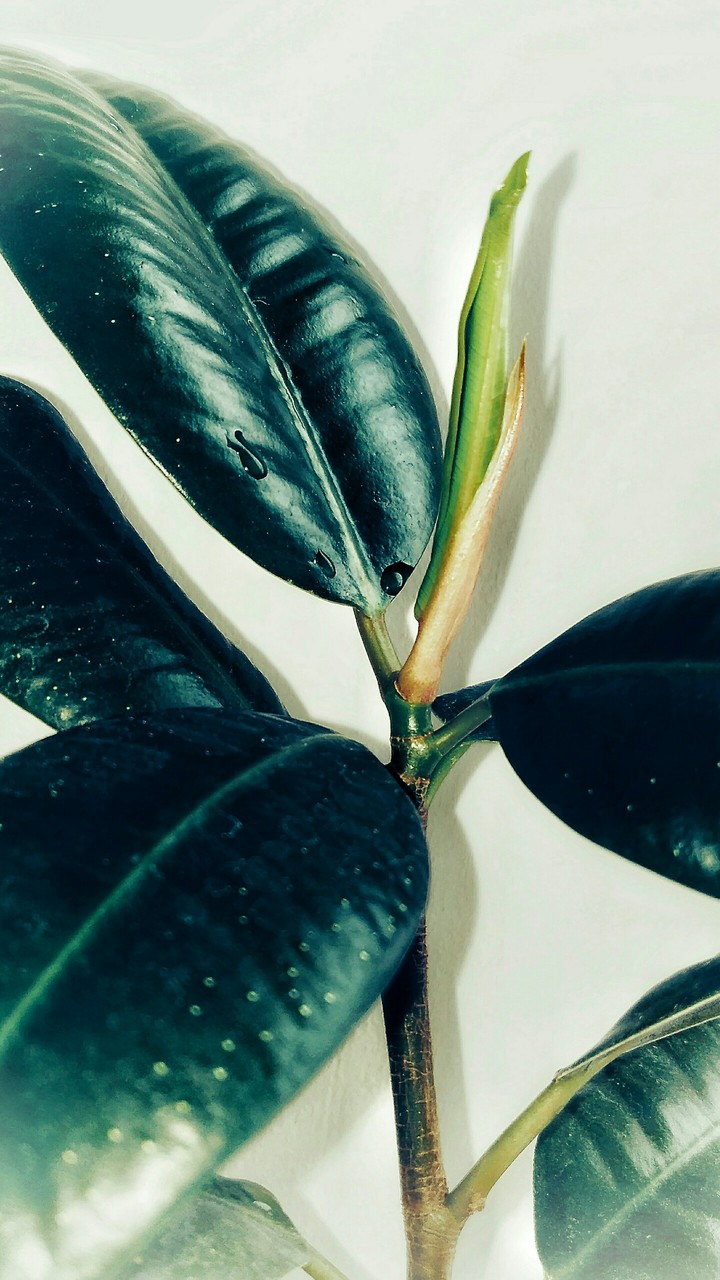 plant