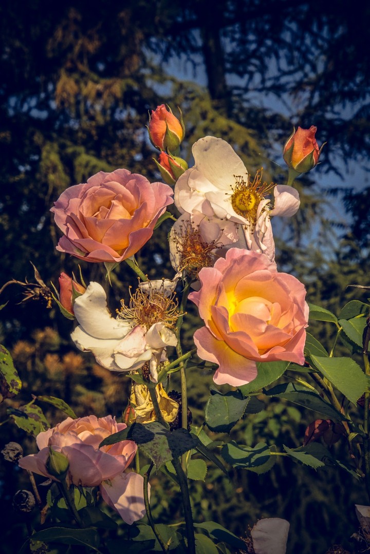 Rose