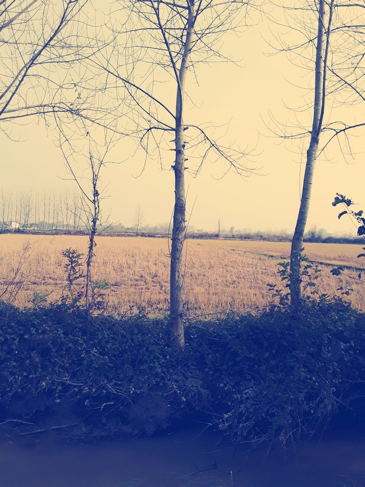 trees